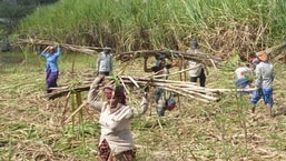 Maharashtra to start sugar-crushing season early amid concerns of shortage; farmers, mill owners upset Maharashtra to start sugar-crushing season early amid concerns of shortage; farmers, mill owners upset