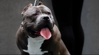Family members of the accused came out after hearing the commotion and tried to control the dog. (HT File)