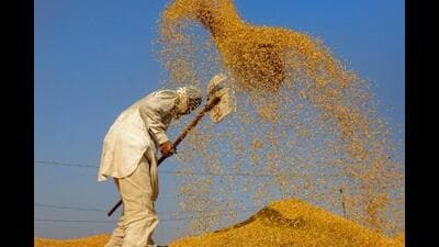 With the Punjab government set to open 1,832 mandis for paddy procurement on October 1, the kharif season faces an immediate challenge. A massive backlog of 280 lakh tonnes of food grains is currently clogging state godowns, rice mills, and mandi yards, raising concerns about the smooth purchase and lifting of the new crop. (PTI File) With the Punjab government set to open 1,832 mandis for paddy procurement on October 1, the kharif season faces an immediate challenge. A massive backlog of 280 lakh tonnes of food grains is currently clogging state godowns, rice mills, and mandi yards, raising concerns about the smooth purchase and lifting of the new crop. (PTI File)
