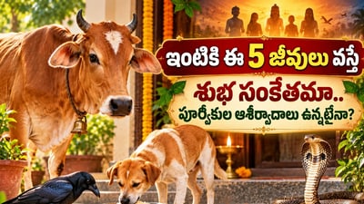 ఇంటికి ఈ 5 జీవులు వస్తే శుభ సంకేతమా.. పూర్వీకుల ఆశీర్వాదాలు ఉన్నట్టేనా? ఇంటికి ఈ 5 జీవులు వస్తే శుభ సంకేతమా.. పూర్వీకుల ఆశీర్వాదాలు ఉన్నట్టేనా?