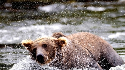 A brown bear shakes his fur while fishing for sockeye salmon on August 11, 2023 at Brooks Falls, Alaska. (Representational) (AFP)