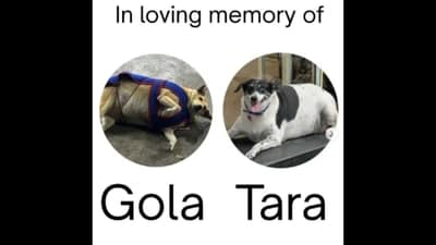 The organisers shared a tribute for the two dogs on Instagram. (Instagram/@fatdogsofdelhi) The organisers shared a tribute for the two dogs on Instagram. (Instagram/@fatdogsofdelhi)