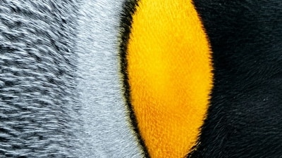 Inspired by penguin feathers, a new VO₂-based film manages heat by both absorbing and reflecting solar radiation. While showing promise for energy efficiency, further research is needed to evaluate long-term use and manufacturing at scale. (Representational/Unsplash)