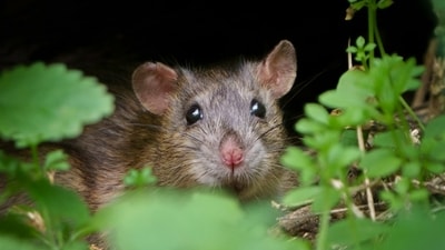 Rats invaded Palmyra Atoll during World War II, harming local seabird-nesting trees. (Representational/Unsplash) Rats invaded Palmyra Atoll during World War II, harming local seabird-nesting trees. (Representational/Unsplash)