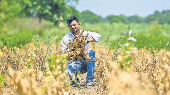 Drought relief to cost state over <span class='webrupee'>₹</span>45,000 crore. (Raju Shinde/HT Photo)