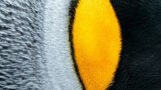 Inspired by penguin feathers, a new VO₂-based film manages heat by both absorbing and reflecting solar radiation. While showing promise for energy efficiency, further research is needed to evaluate long-term use and manufacturing at scale.