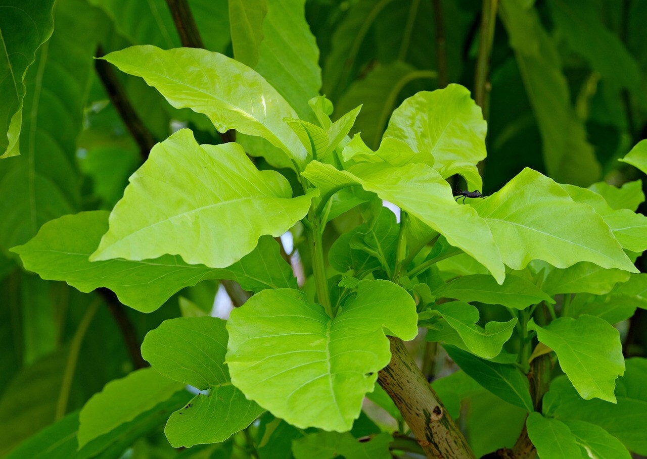 The eradication of rats on Palmyra Atoll led to a dramatic rise in Pisonia seedlings, from 140 to 7,756 by 2016. (Representational/Pixabay) The eradication of rats on Palmyra Atoll led to a dramatic rise in Pisonia seedlings, from 140 to 7,756 by 2016. (Representational/Pixabay)