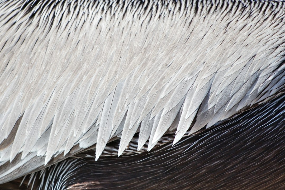 Researchers developed a new VO₂-based Janus composite film inspired by penguin feathers and polar bear hair. It features distinct thermal properties for effective heat management by absorbing and reflecting solar energy, but requires further testing for long-term durability and performance in building applications. (Representational/Unsplash)