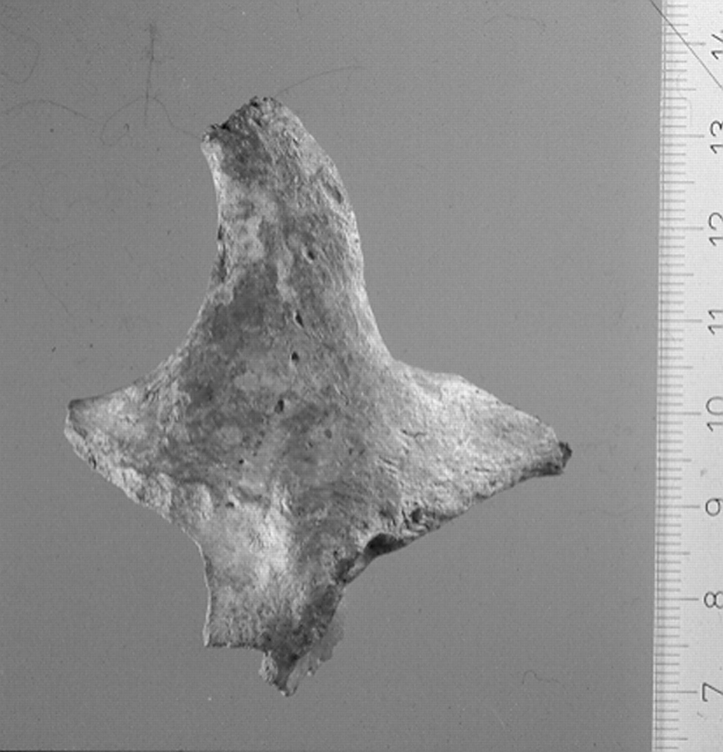 Scientists recovered 24 bone fragments, with some matching Neanderthal 1. Radiocarbon dating placed remains at about 40,000 years old, revealing at least three individuals. Disturbance from quarrying complicated research but recent excavations provided valuable insights into Neanderthal anatomy and classification. (Schmitz, R. W., Serre, D., Bonani, G., Feine, S., Hillgruber, F., Krainitzki, H., Pääbo, S., & Smith, F. H. (2002). The Neandertal type site revisited: Interdisciplinary investigations of skeletal remains from the Neander Valley, Germany. Proceedings of the National Academy of Sciences, 99(20), 13342-13347. https://doi.org/10.1073/pnas.192464099) Scientists recovered 24 bone fragments, with some matching Neanderthal 1. Radiocarbon dating placed remains at about 40,000 years old, revealing at least three individuals. Disturbance from quarrying complicated research but recent excavations provided valuable insights into Neanderthal anatomy and classification. (Schmitz, R. W., Serre, D., Bonani, G., Feine, S., Hillgruber, F., Krainitzki, H., Pääbo, S., & Smith, F. H. (2002). The Neandertal type site revisited: Interdisciplinary investigations of skeletal remains from the Neander Valley, Germany. Proceedings of the National Academy of Sciences, 99(20), 13342-13347. https://doi.org/10.1073/pnas.192464099)