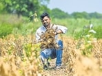 Drought relief to cost state over  <span class='webrupee'>₹</span>45,000 crore. (Raju Shinde/HT Photo)