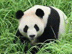 Ping Ping and Fu Shuang arrived in the US on September 27 for a 10-year stay at Zoo Atlanta, days after the Xi-Trump summit.