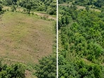 Research in Costa Rica highlights coffee pulp's role in aiding forest regeneration by changing soil environments and reducing grass competition. While promising, the study emphasizes the need for broader testing to evaluate effectiveness and environmental implications before large-scale implementation.