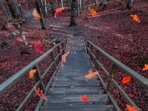 Fall