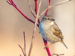 A modest introduction of house sparrows in Brooklyn in 1851 led to their successful spread throughout North America.