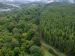 From above, native forest and eucalyptus plantations in northwest Spain can look equally green, though the 2025 study found they support very different bird life.