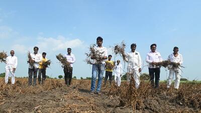 Beed, India. 28, 2026 - Farmers from Sandas Chincholi village in Beed district report that their several-acre soybean crops have failed due to insufficient rainfall. The Marathwada region has experienced a 40-day dry spell, creating drought-like conditions and severely affecting kharif crops. Latur, Beed, Dharashiv, and Parbhani are among the worst affected, with the ongoing drought threatening the survival of standing crops before harvest. Beed, India. 28, 2026. (Raju Shinde/HT Photo)