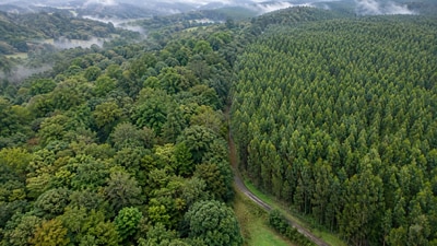 From above, native forest and eucalyptus plantations in northwest Spain can look equally green, though the 2025 study found they support very different bird life. (AI-generated/ChatGPT) From above, native forest and eucalyptus plantations in northwest Spain can look equally green, though the 2025 study found they support very different bird life. (AI-generated/ChatGPT)