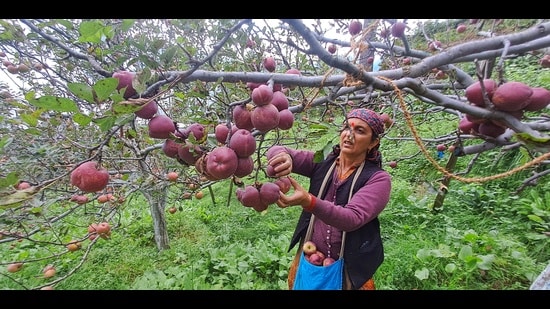 Himachal Pradesh’s apple economy is said to be worth around  <span class='webrupee'>₹</span>5,000-6,000 crore.