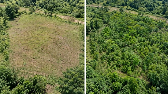 Research in Costa Rica highlights coffee pulp's role in aiding forest regeneration by changing soil environments and reducing grass competition. While promising, the study emphasizes the need for broader testing to evaluate effectiveness and environmental implications before large-scale implementation.