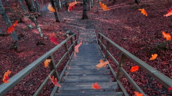 Fall