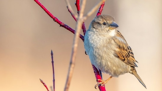 A modest introduction of house sparrows in Brooklyn in 1851 led to their successful spread throughout North America.