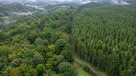 From above, native forest and eucalyptus plantations in northwest Spain can look equally green, though the 2025 study found they support very different bird life.