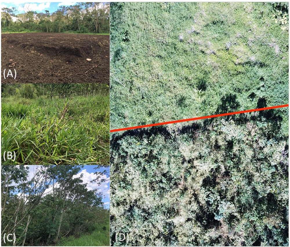 (A) Freshly added layer of coffee pulp on post-agricultural land. (B) Control treatment 2 years after initiating study. (C) Woody vegetation growing on coffee pulp treatment 2 years after initiating the study, photo credits R. Cole. (D) Aerial view of the coffee pulp treatment (bottom) and the adjacent control treatment (top) one year after initiating the study. (Photo: R. Zahawi, Ecological Solutions and Evidence, 2021) (A) Freshly added layer of coffee pulp on post-agricultural land. (B) Control treatment 2 years after initiating study. (C) Woody vegetation growing on coffee pulp treatment 2 years after initiating the study, photo credits R. Cole. (D) Aerial view of the coffee pulp treatment (bottom) and the adjacent control treatment (top) one year after initiating the study. (Photo: R. Zahawi, Ecological Solutions and Evidence, 2021)