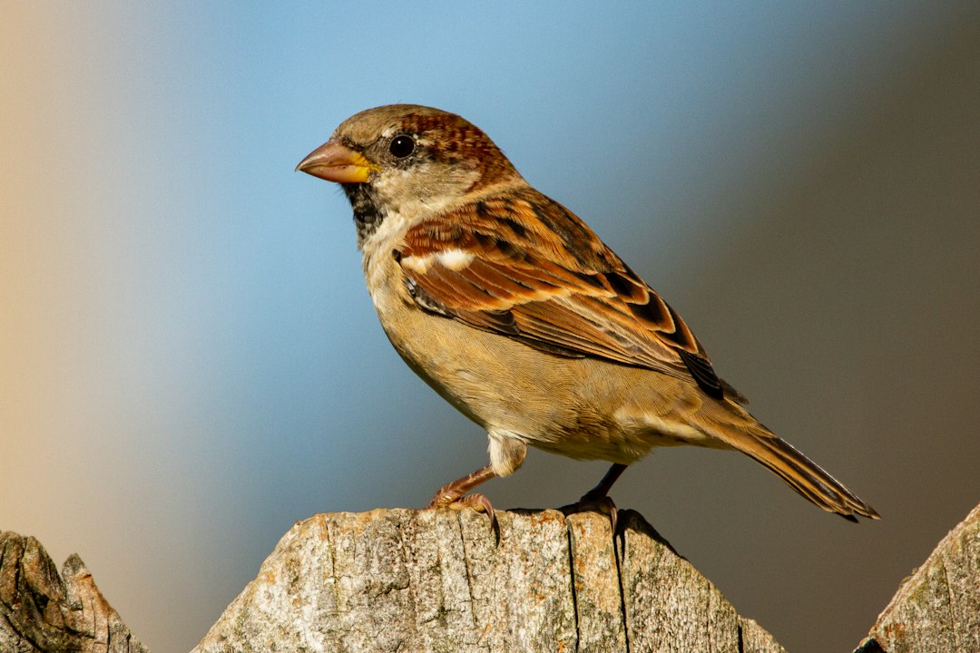 The small brown bird that started with just 16 in Brooklyn. (Representational/Unsplash) The small brown bird that started with just 16 in Brooklyn. (Representational/Unsplash)