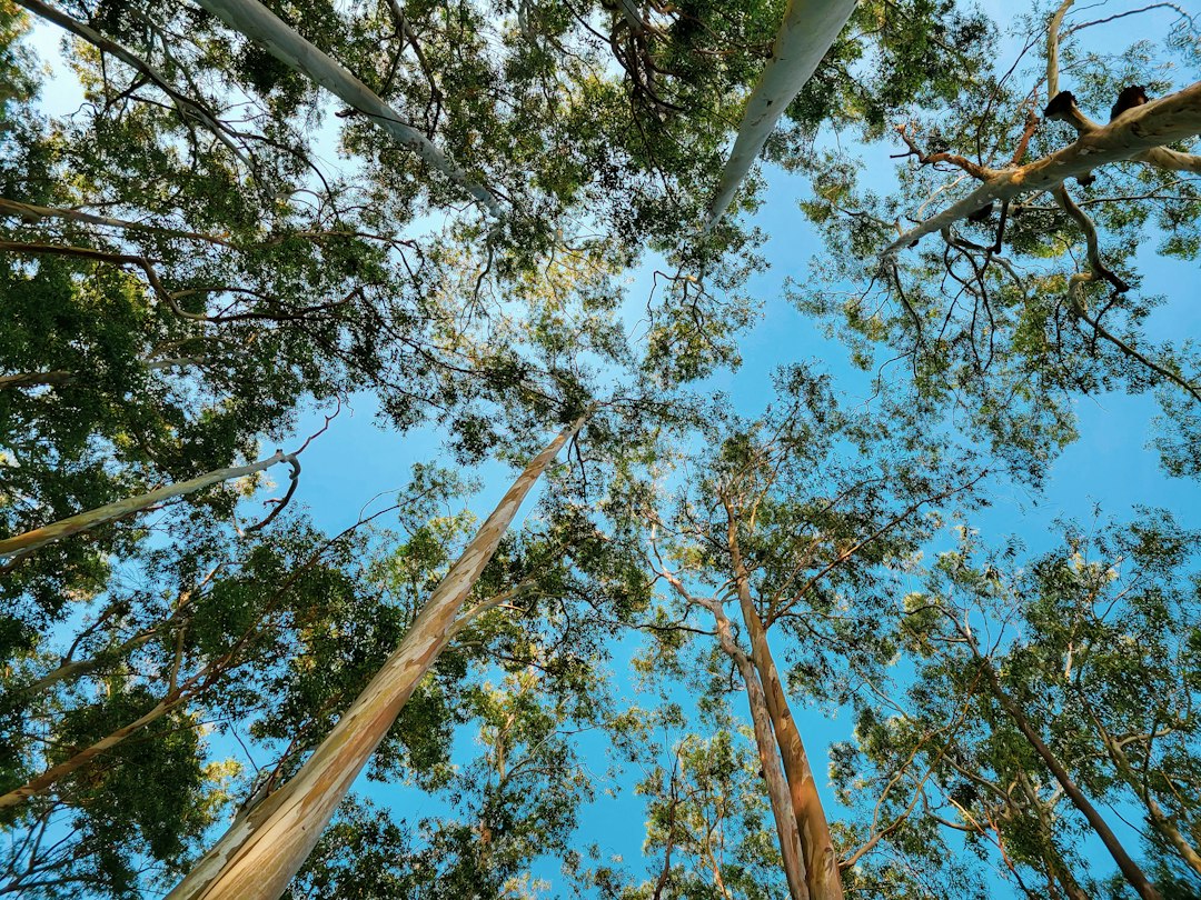 The study shows native forests sustain more bird species than eucalyptus plantations in northwest Spain. (Representational/Unsplash) The study shows native forests sustain more bird species than eucalyptus plantations in northwest Spain. (Representational/Unsplash)