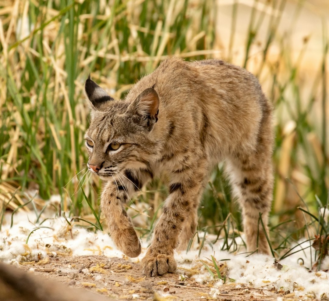 Protected open space gives bobcats room to hunt, roam, and rest near a big city. (Representational/Unsplash) Protected open space gives bobcats room to hunt, roam, and rest near a big city. (Representational/Unsplash)