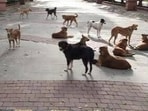Feeding strays outside designated spots to invite action, says Shimla mayor