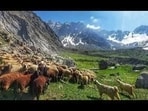 Around 2,000 sheep and goats are feared buried under snow amid heavy snowfall in the high-altitude reaches of Kinnaur district. (HT)