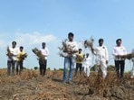 Beed, India. 28, 2026 - Farmers from Sandas Chincholi village in Beed district report that their several-acre soybean crops have failed due to insufficient rainfall. The Marathwada region has experienced a 40-day dry spell, creating drought-like conditions and severely affecting kharif crops. Latur, Beed, Dharashiv, and Parbhani are among the worst affected, with the ongoing drought threatening the survival of standing crops before harvest. Beed, India. 28, 2026. (Raju Shinde/HT Photo)