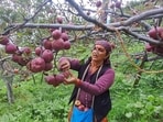 Himachal Pradesh’s apple economy is said to be worth around  <span class='webrupee'>₹</span>5,000-6,000 crore.