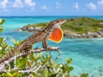 Brown anoles (Anolis sagrei) were released on seven empty Bahamian islands in 2005.