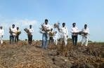 Farmers from Sandas Chincholi village in Beed district say their soybean crop has failed due to insufficient rainfall