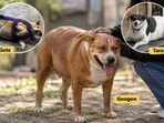 As Delhi awaits the Fat Dogs of Delhi competition results, the death of two contestants, Gola and Tara, has raised health concerns among some. Meanwhile, Googoo (centre) is undergoing supervised weight loss at a hospital in the city. 