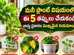మనీ ప్లాంట్ విషయంలో ఈ 5 తప్పులు చేయకండి.. వాస్తు ప్రకారం ముఖ్యమైన నియమాలు!(AI)
