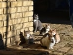 In 1949, five cats were introduced to Marion Island to control mice, leading to a feral population that devastated seabird numbers. Eradication efforts began, culminating in 1991, but seabird recovery was limited due to residual mouse predation, complicating the island's ecological balance.