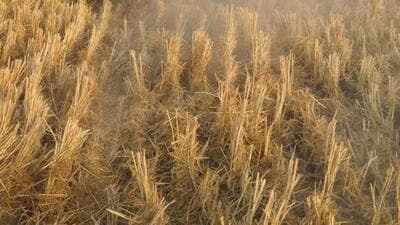 Ahead of the paddy harvesting season, the Bathinda district authorities have chalked out a plan to manage the almost entire paddy biomass stock of 8.5 lakh tonnes to be produced this year. (HT file)