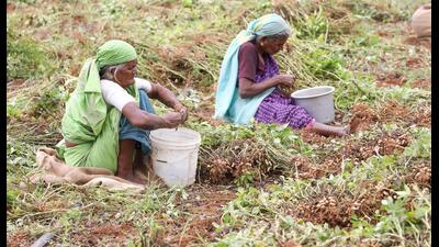 Elderly women play a critical role to the Indian economy through their paid and unpaid care work. They are engaged in agriculture, petty production, and informal jobs. They also spend nearly 20 hours per week caring for their grandchildren, husbands, and disabled or dependent family members. (Shutterstock) Elderly women play a critical role to the Indian economy through their paid and unpaid care work. They are engaged in agriculture, petty production, and informal jobs. They also spend nearly 20 hours per week caring for their grandchildren, husbands, and disabled or dependent family members. (Shutterstock)