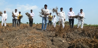 Farmers from Sandas Chincholi village in Beed district say their soybean crop has failed due to insufficient rainfall (HT/Raju Shinde) Farmers from Sandas Chincholi village in Beed district say their soybean crop has failed due to insufficient rainfall (HT/Raju Shinde)