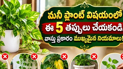 మనీ ప్లాంట్ విషయంలో ఈ 5 తప్పులు చేయకండి.. వాస్తు ప్రకారం ముఖ్యమైన నియమాలు! (AI)