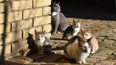 In 1949, five cats were introduced to Marion Island to control mice, leading to a feral population that devastated seabird numbers. Eradication efforts began, culminating in 1991, but seabird recovery was limited due to residual mouse predation, complicating the island's ecological balance. (Representational/Unsplash) In 1949, five cats were introduced to Marion Island to control mice, leading to a feral population that devastated seabird numbers. Eradication efforts began, culminating in 1991, but seabird recovery was limited due to residual mouse predation, complicating the island's ecological balance. (Representational/Unsplash)