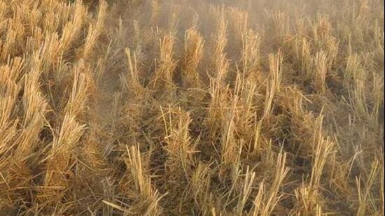 Ahead of the paddy harvesting season, the Bathinda district authorities have chalked out a plan to manage the almost entire paddy biomass stock of 8.5 lakh tonnes to be produced this year. (HT file)