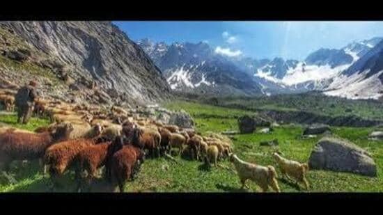 Around 2,000 sheep and goats are feared buried under snow amid heavy snowfall in the high-altitude reaches of Kinnaur district. (HT)