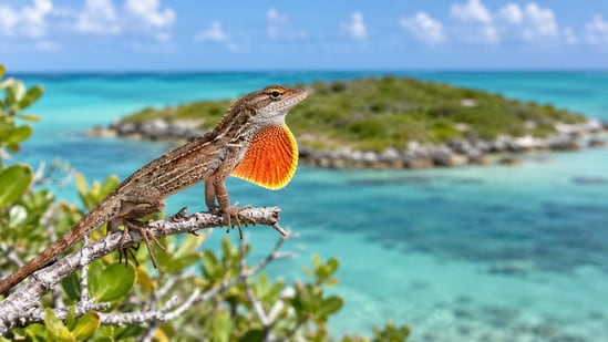 Brown anoles (Anolis sagrei) were released on seven empty Bahamian islands in 2005.
