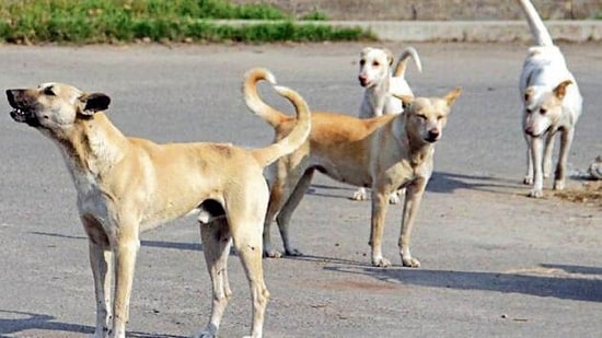 Dogs (HT File)