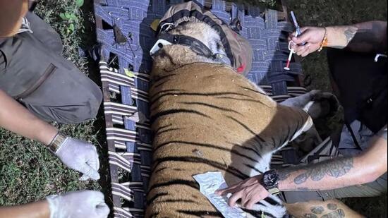 The tigress will be released in the reserve’s core zone on October 2, a senior official of the state forest department said.