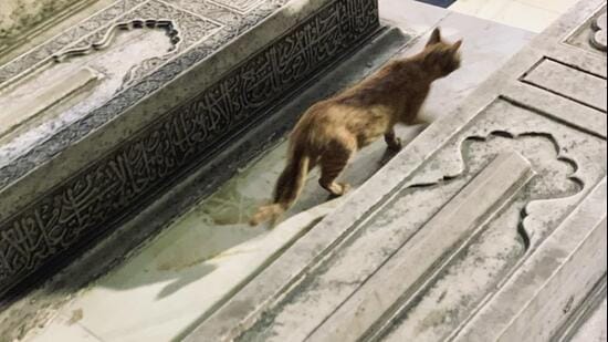While the dargah draws its identity from the grave of Hazrat Nizamuddin, the focus of pilgrimage here, the place is full of other graves, some in unexpected corners. (HT Photo)